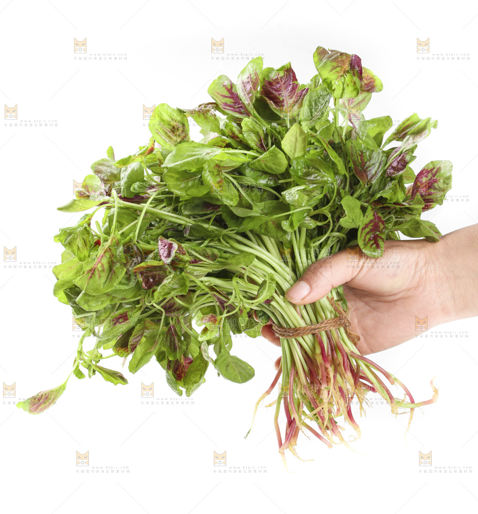手拿红苋菜
