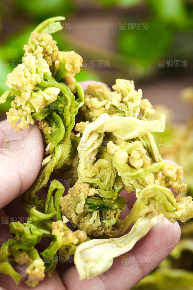 手拿干花菜