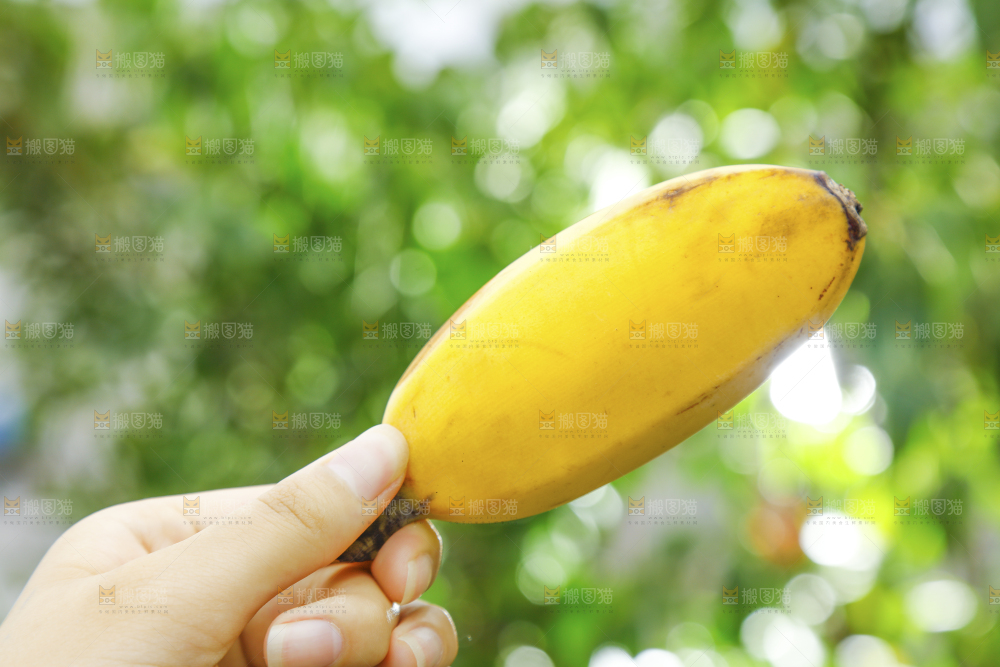 手新鲜苹果蕉