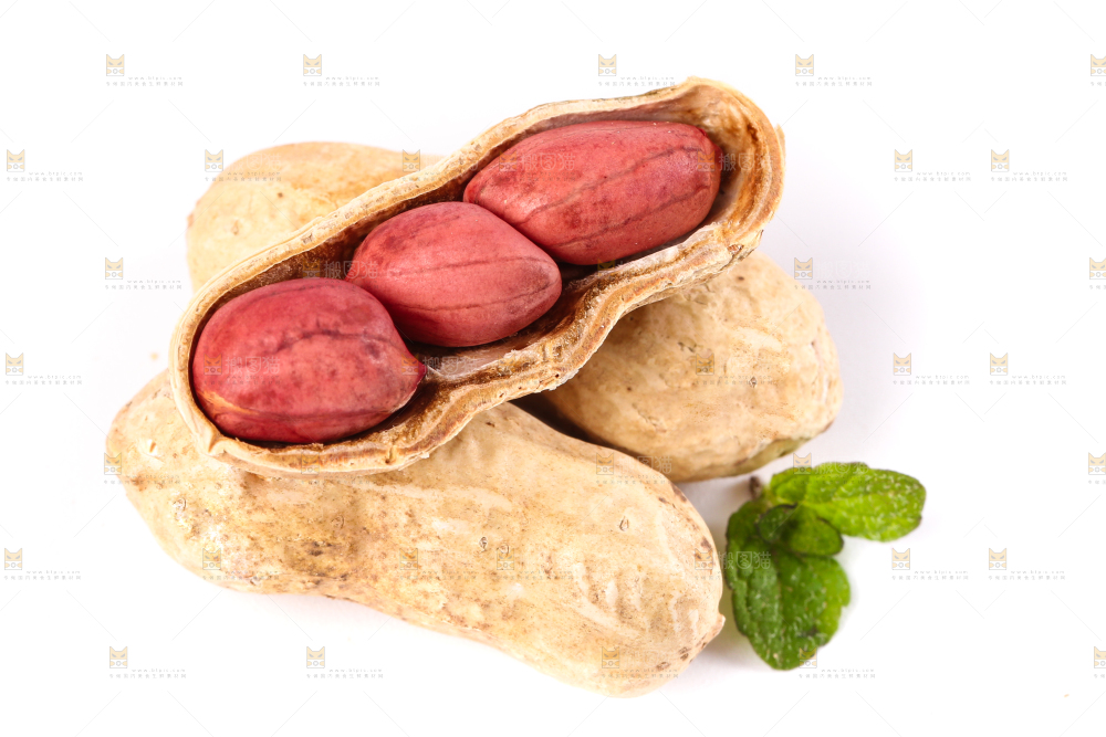 东北红皮花生放在白底上