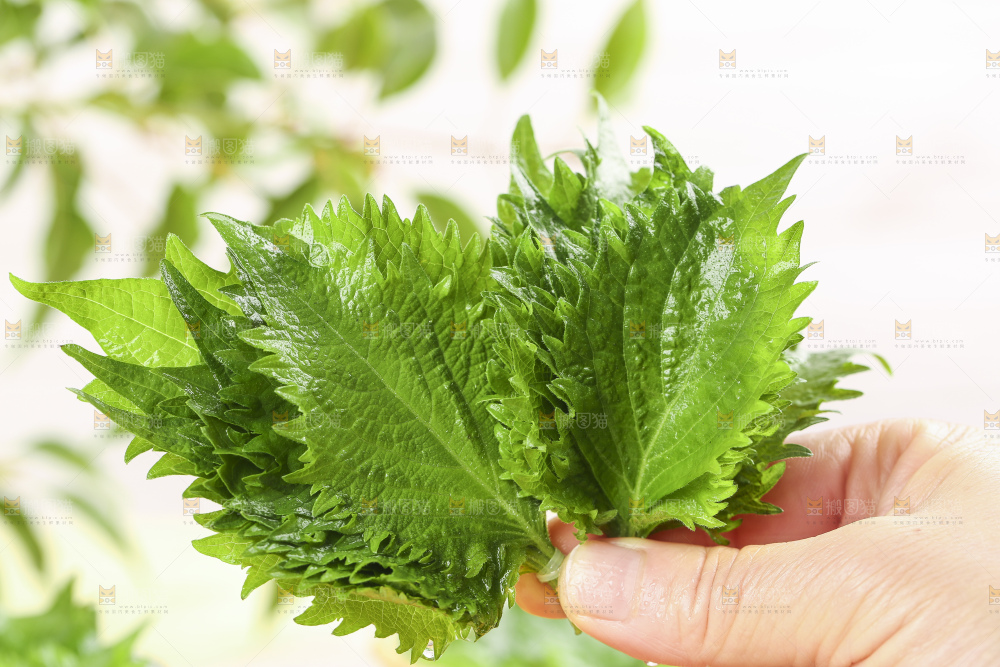 手拿绿紫苏叶