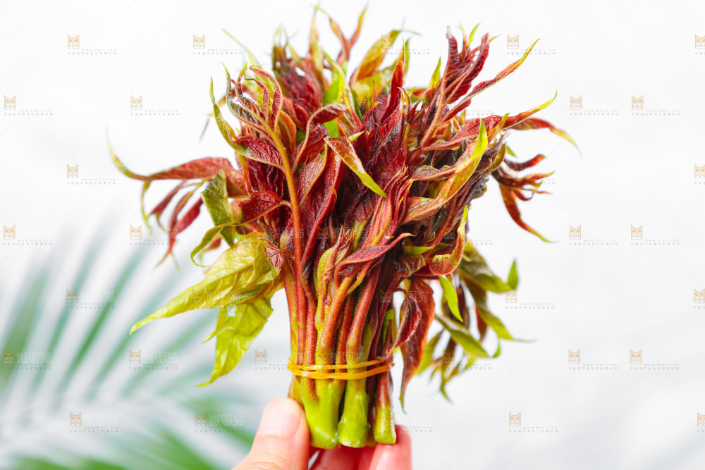 手拿香椿芽