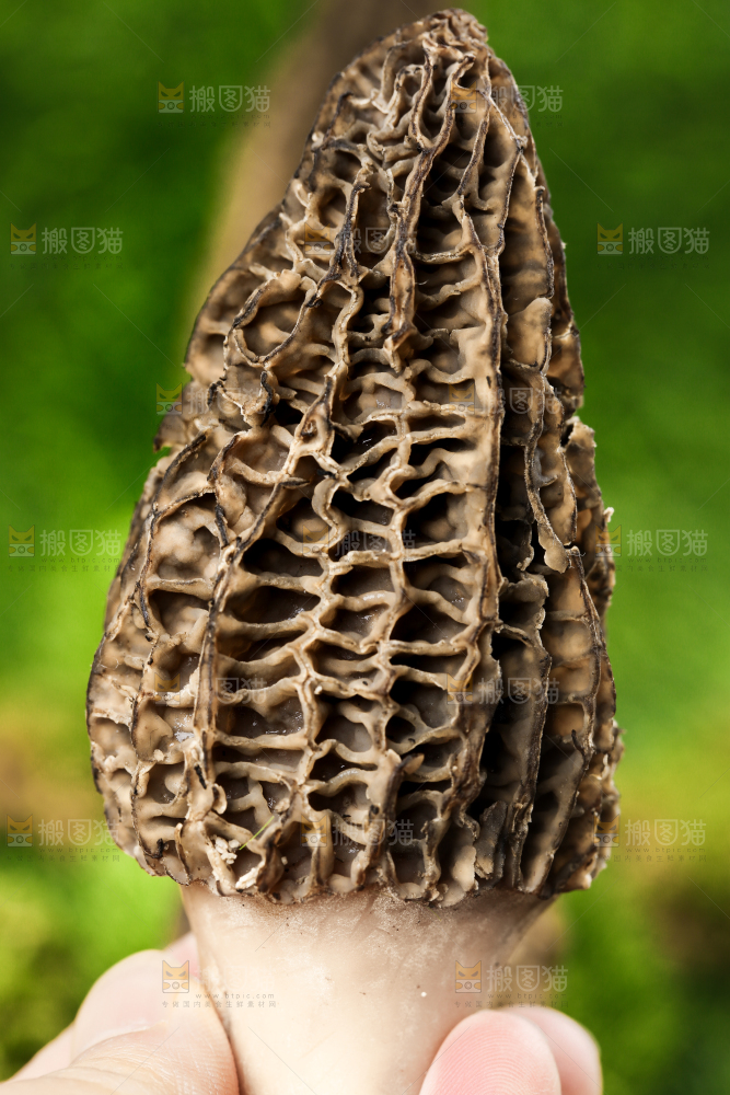 手拿羊肚菌