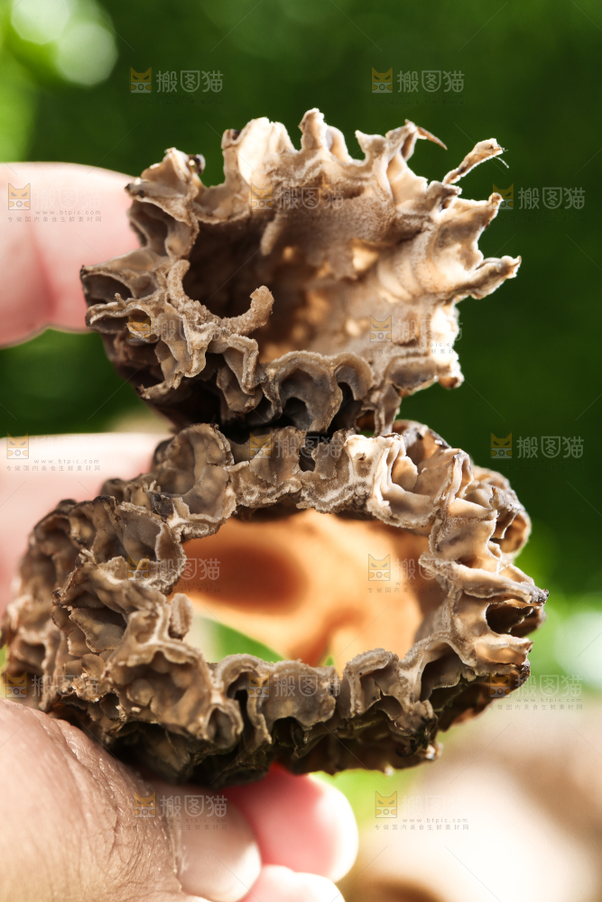 手拿切开的新鲜羊肚菌