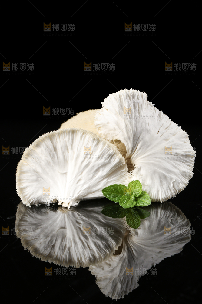 黑石板上的古田猴头菇