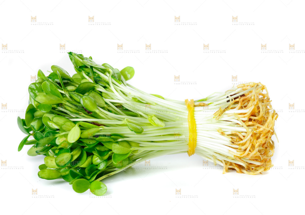 白底上的香椿苗