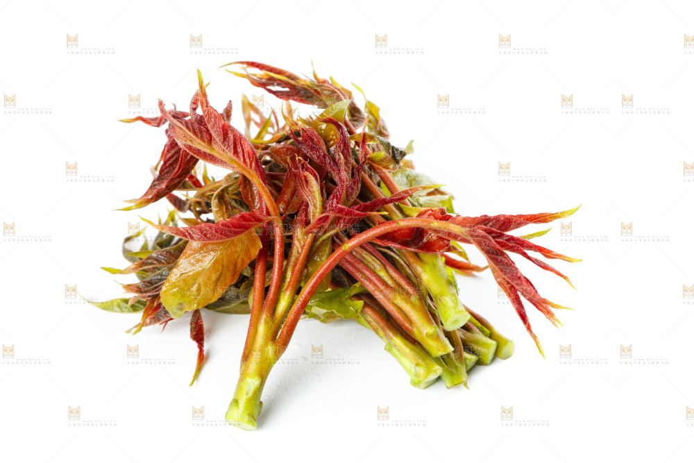 白底上的野生香椿芽