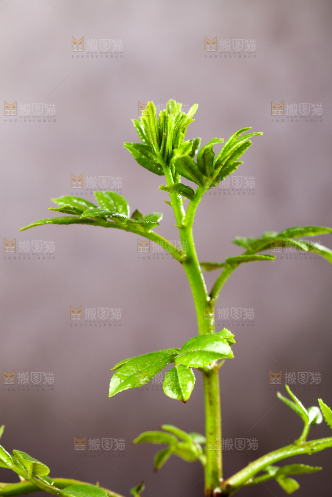 深底上的花椒芽