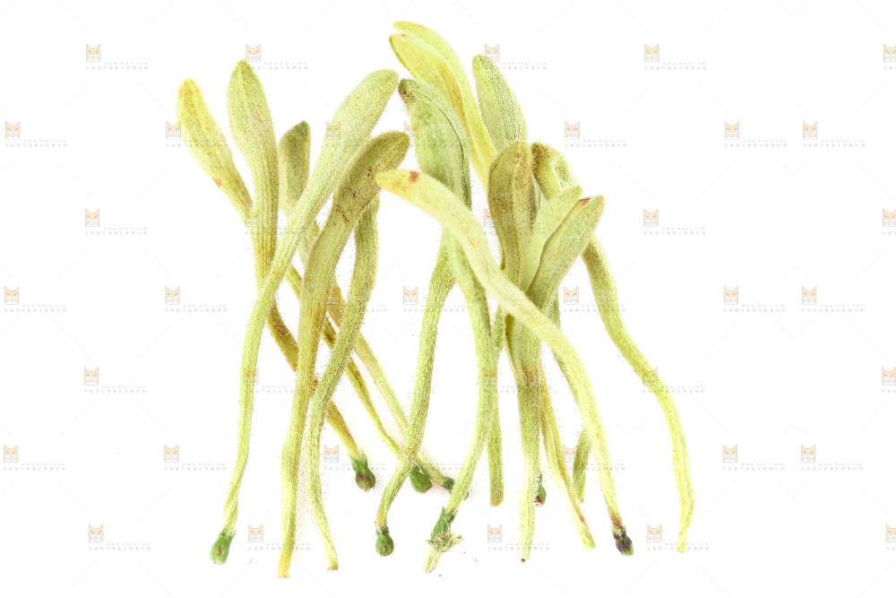 白底上的金银花