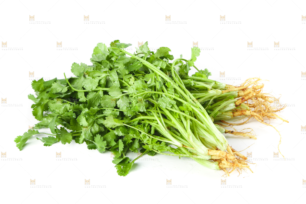 白底上的香菜