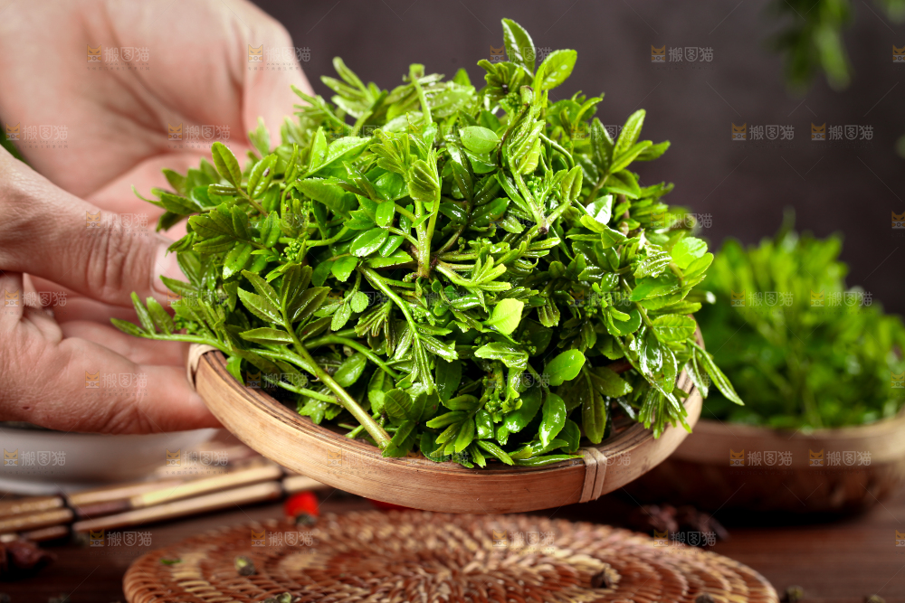 手拿一盘新鲜的花椒芽