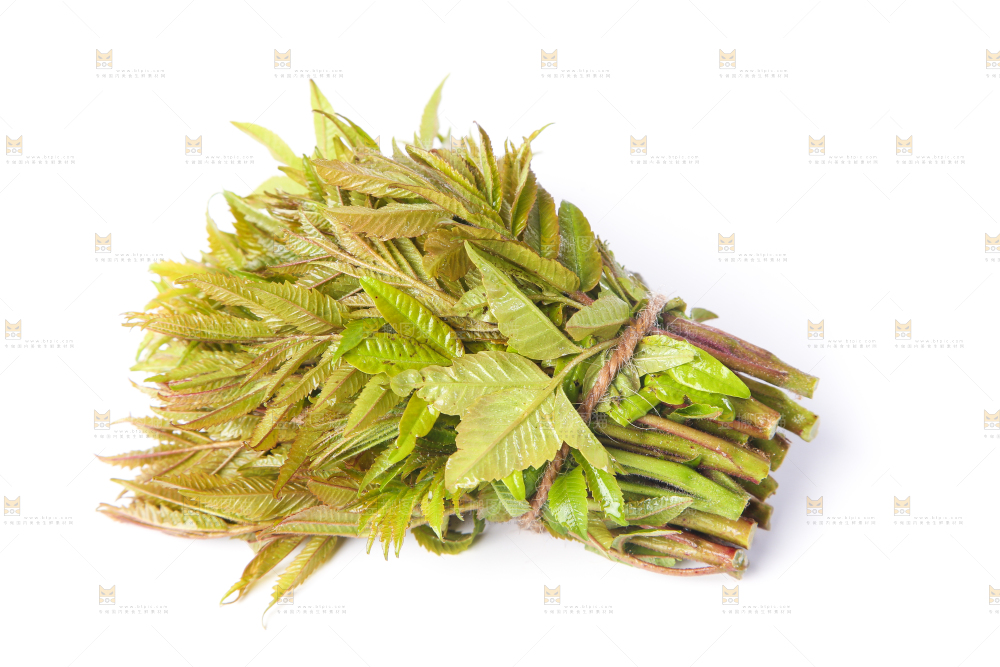 白底上的香椿