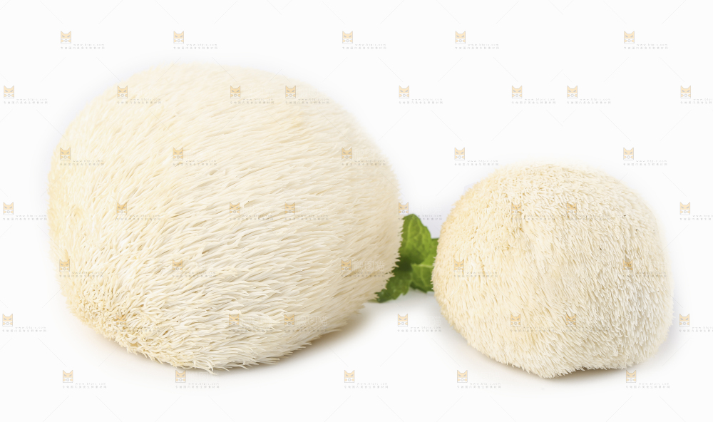 白底上的长白山猴头菇