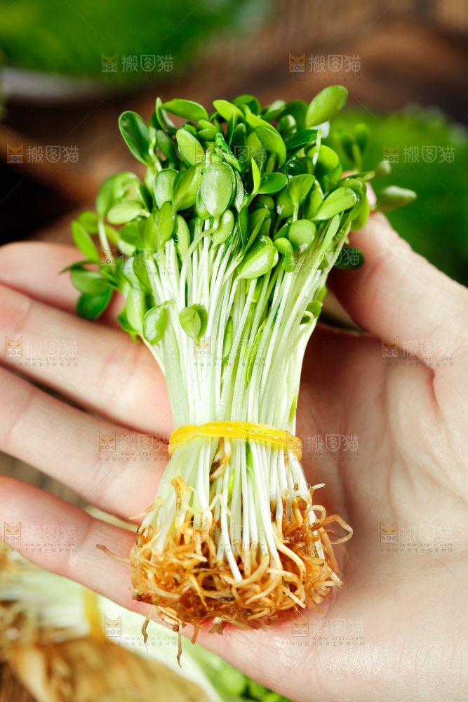 手拿香椿苗芽
