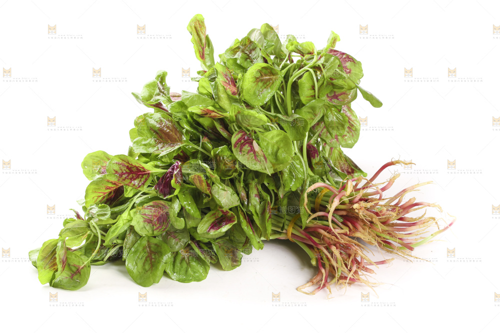 白底上的苋菜