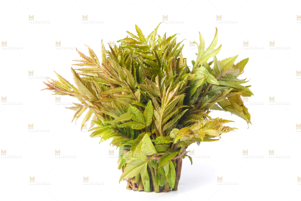 白底上放着野生香椿芽