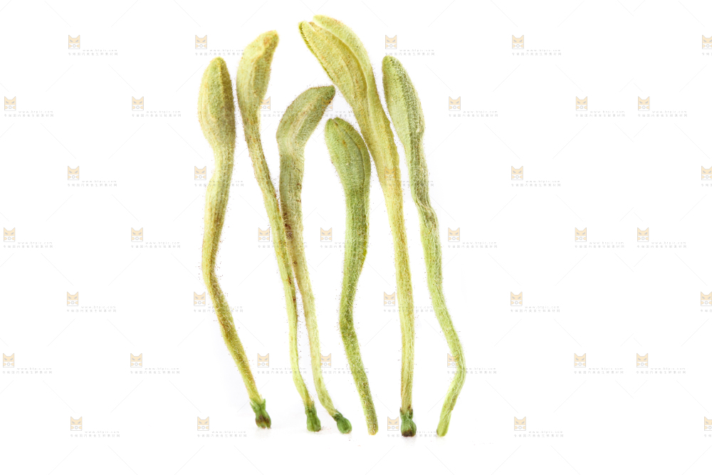 白底上的金银花