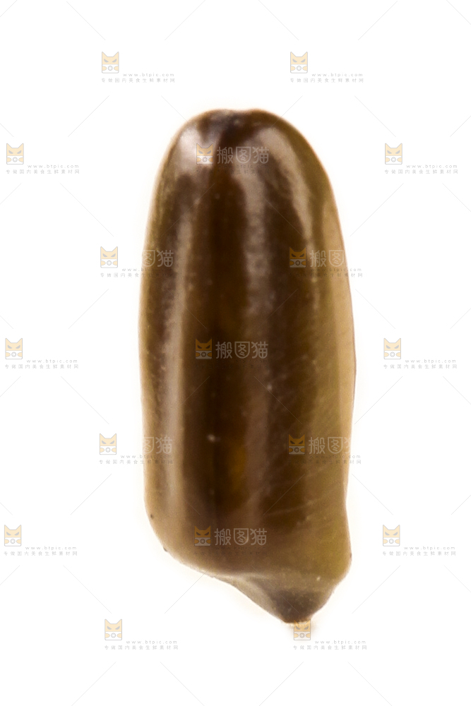 白底上的决明子