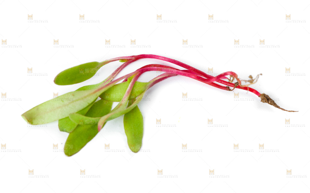 白底上的甜菜苗
