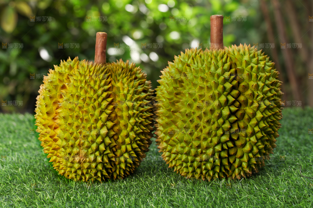 草地上的泰国甲仑榴莲