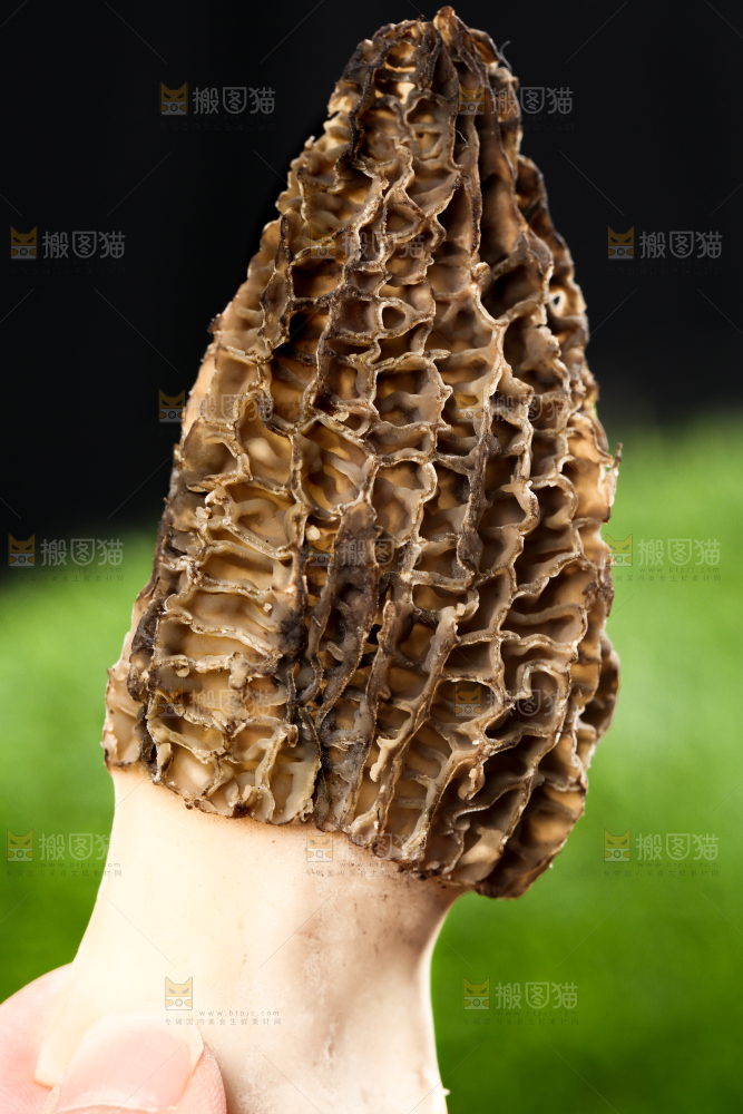 手拿羊肚菌