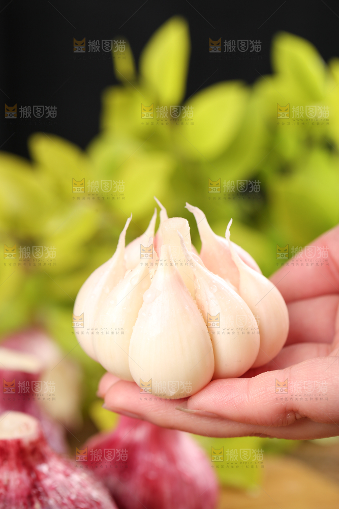 手里拿着紫皮多瓣蒜