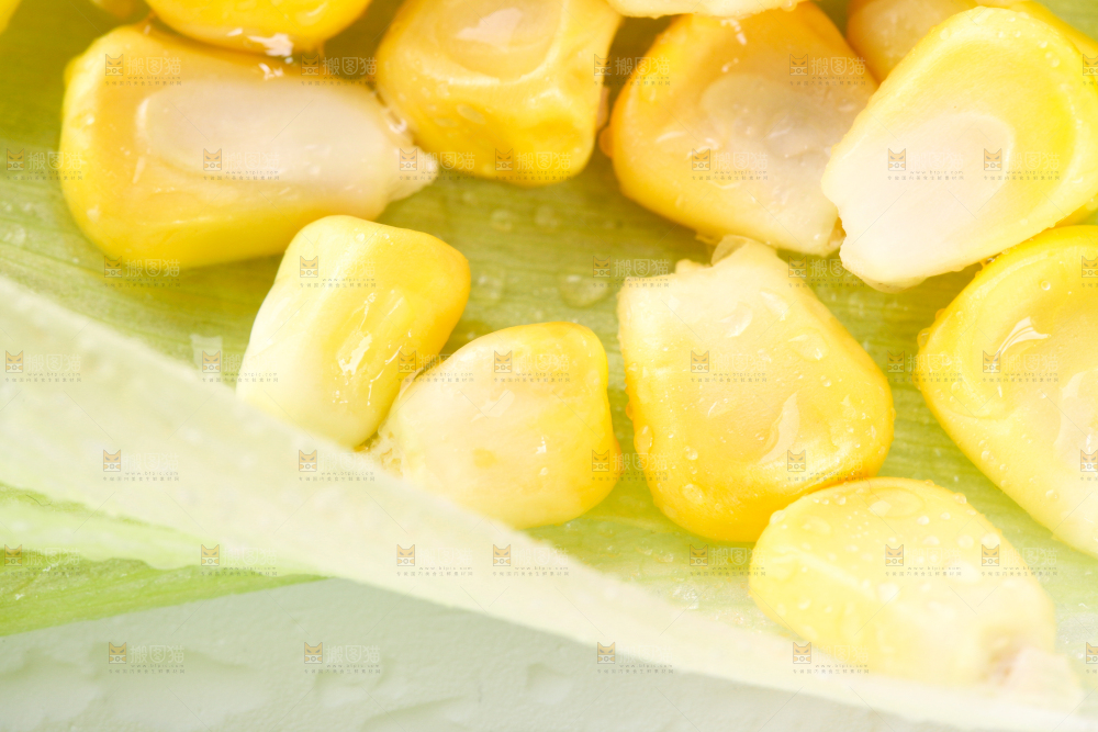 白底上的玉米粒