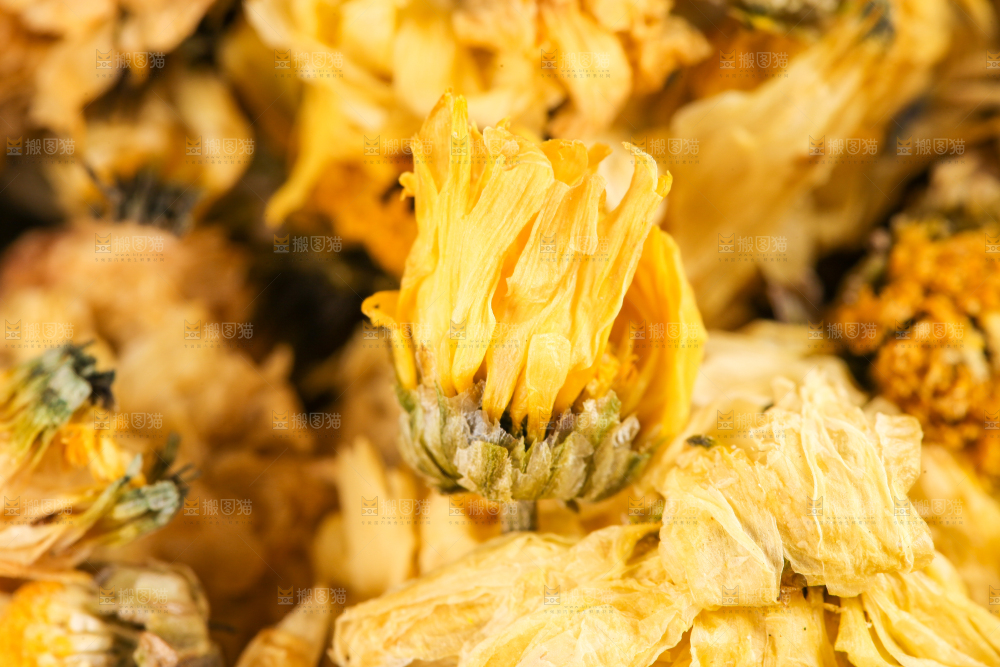 浅底上的干菊花