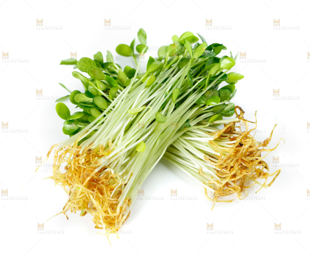 白底上的香椿苗