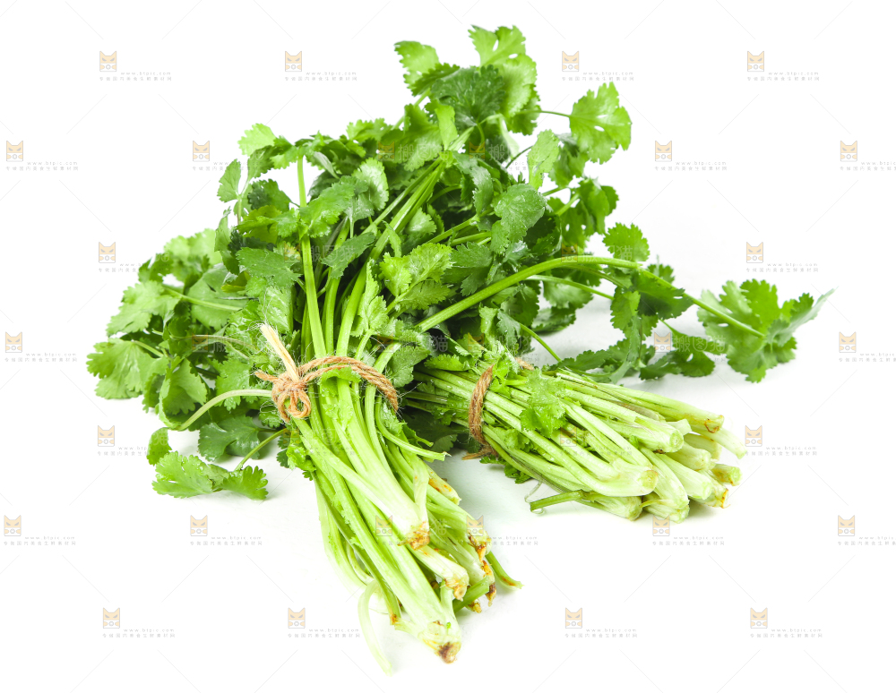 白底上的小叶香菜