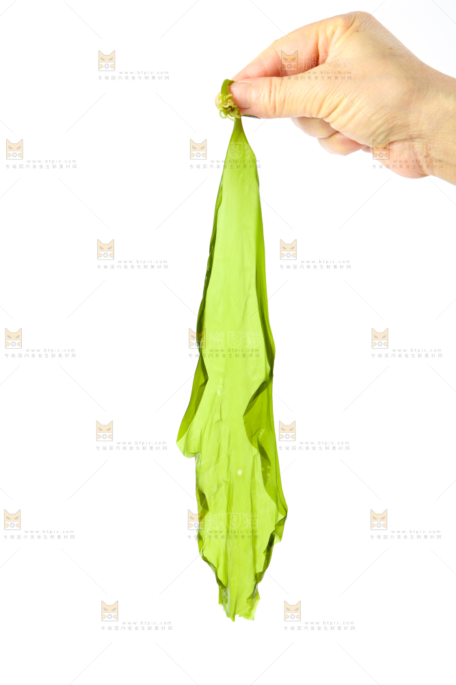 白底上放着海带苗