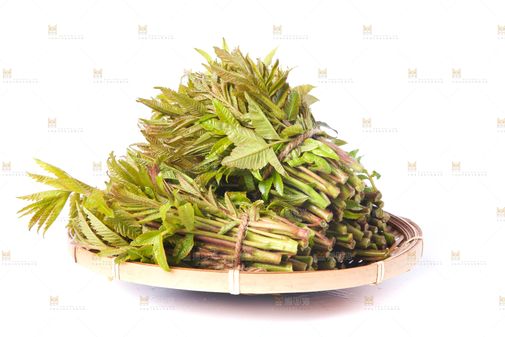 一筐山东香椿放在白底上