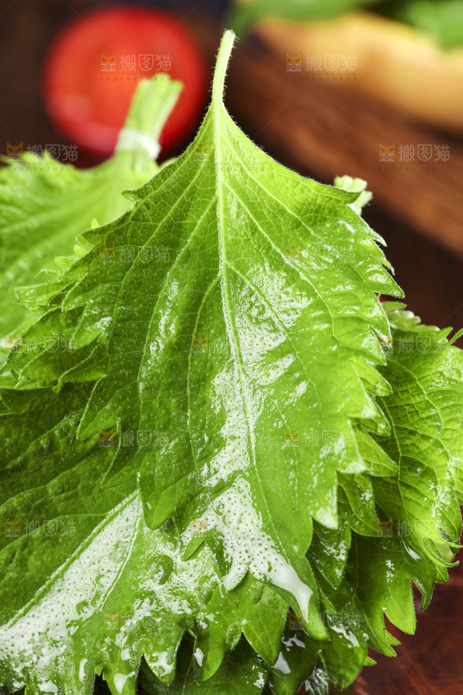 木底上的新鲜紫苏叶