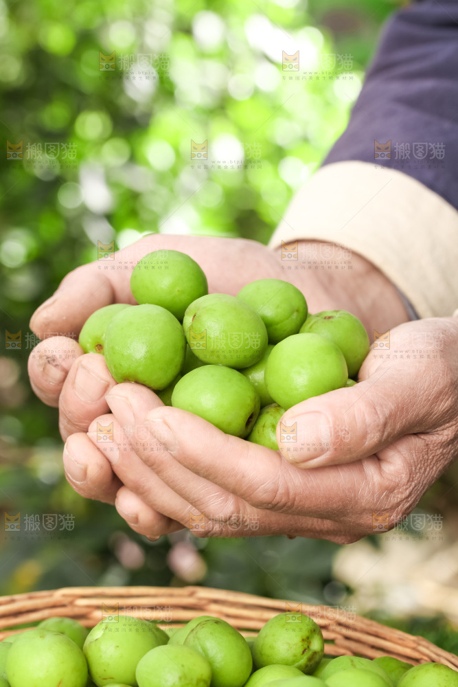 手拿新鲜青梅果