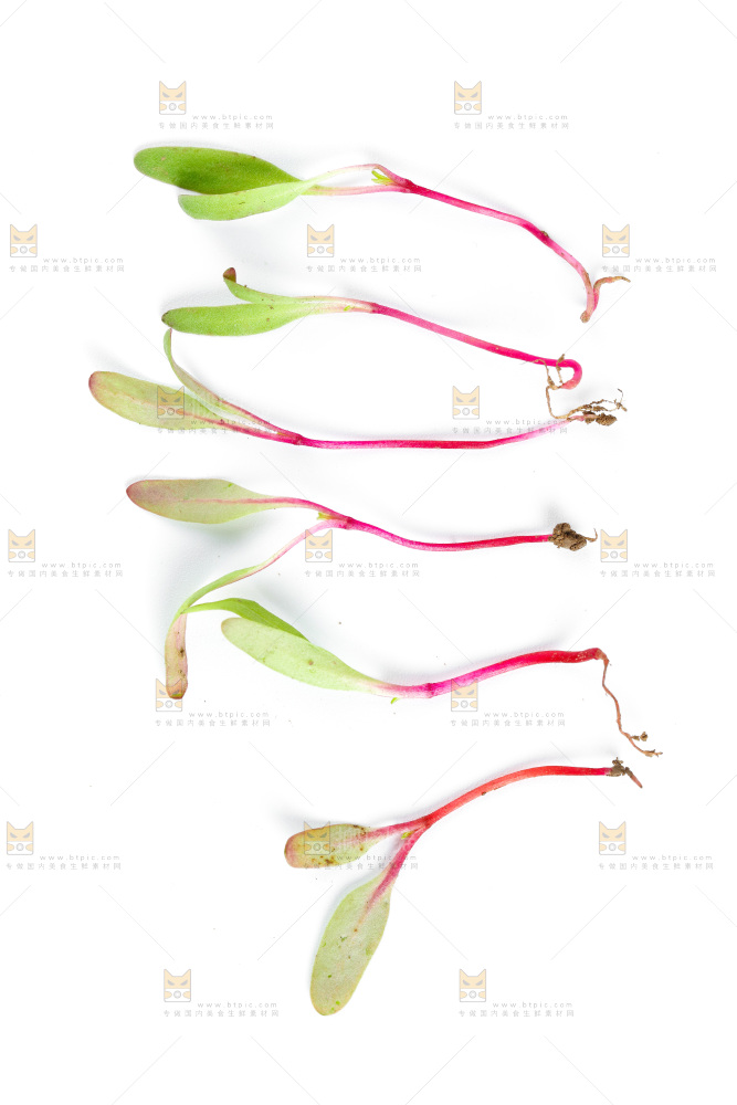 白底上的甜菜苗