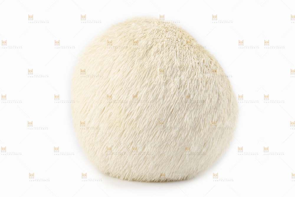 白底上的长白山猴头菇