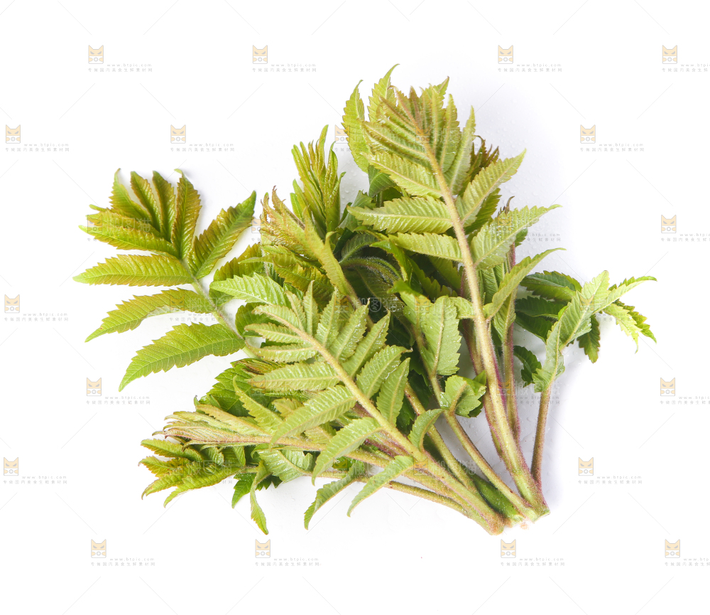 白底上放着新鲜香椿芽