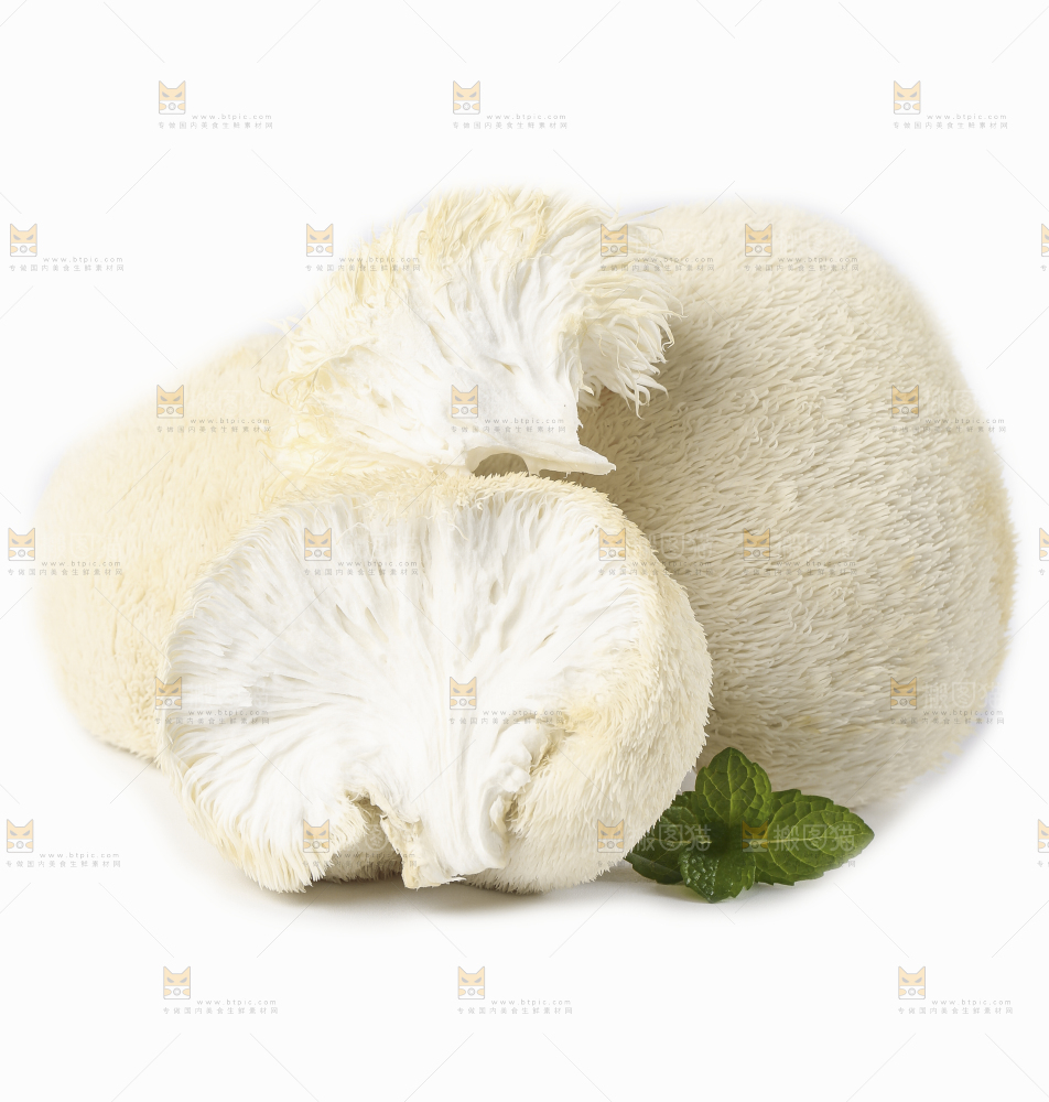 白底上放着东北山猴头菇