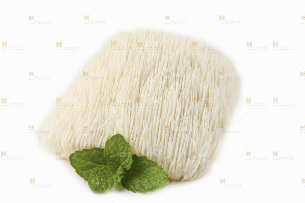 白底上的长白山猴头菇