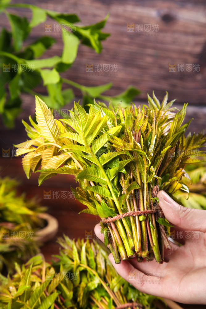 手拿香椿芽