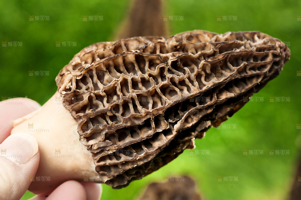手拿羊肚菌