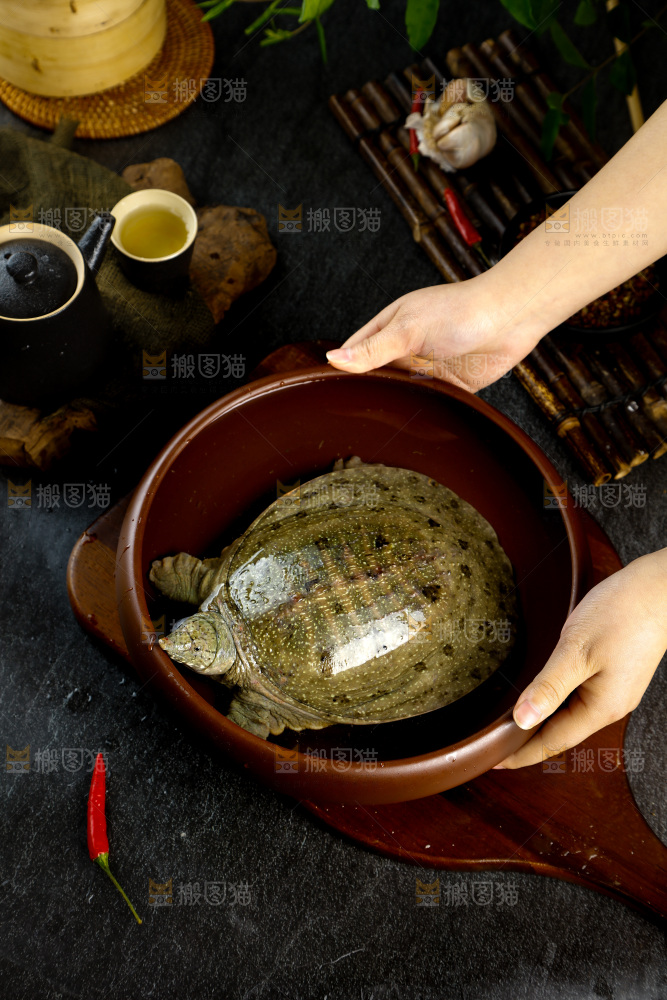 盆子里装着中华鳖
