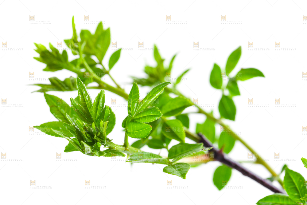 白底上的新鲜花椒芽