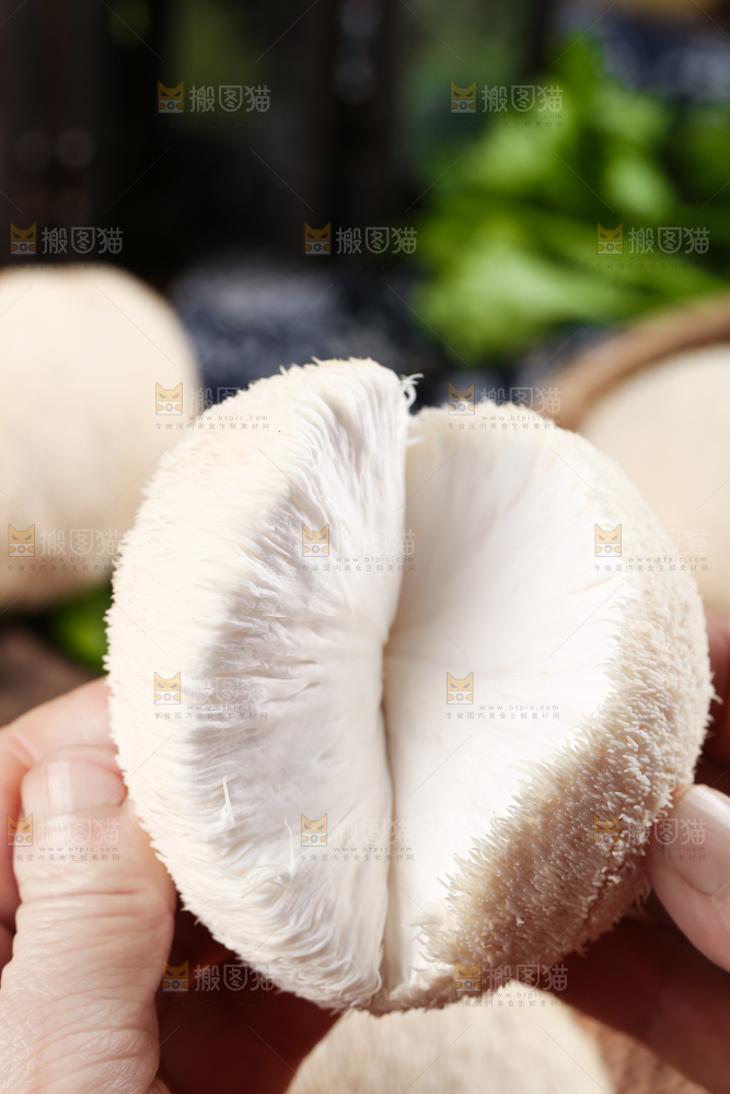 手里拿着新鲜猴头菇