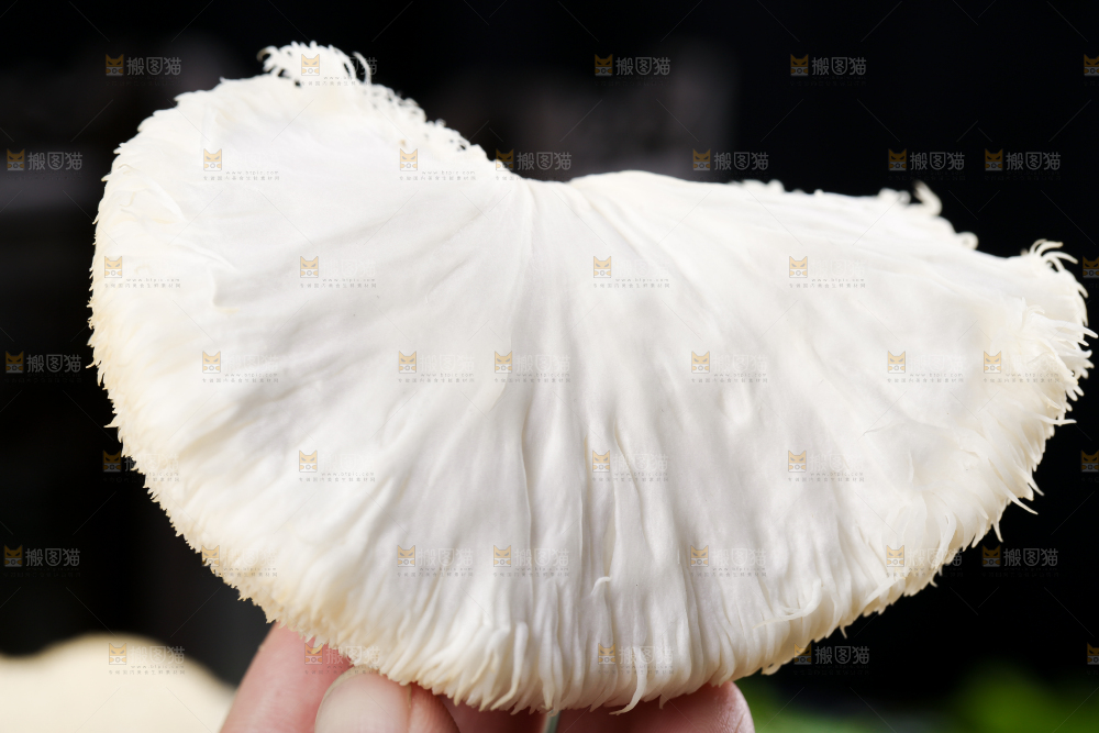 黑底上的猴头菇
