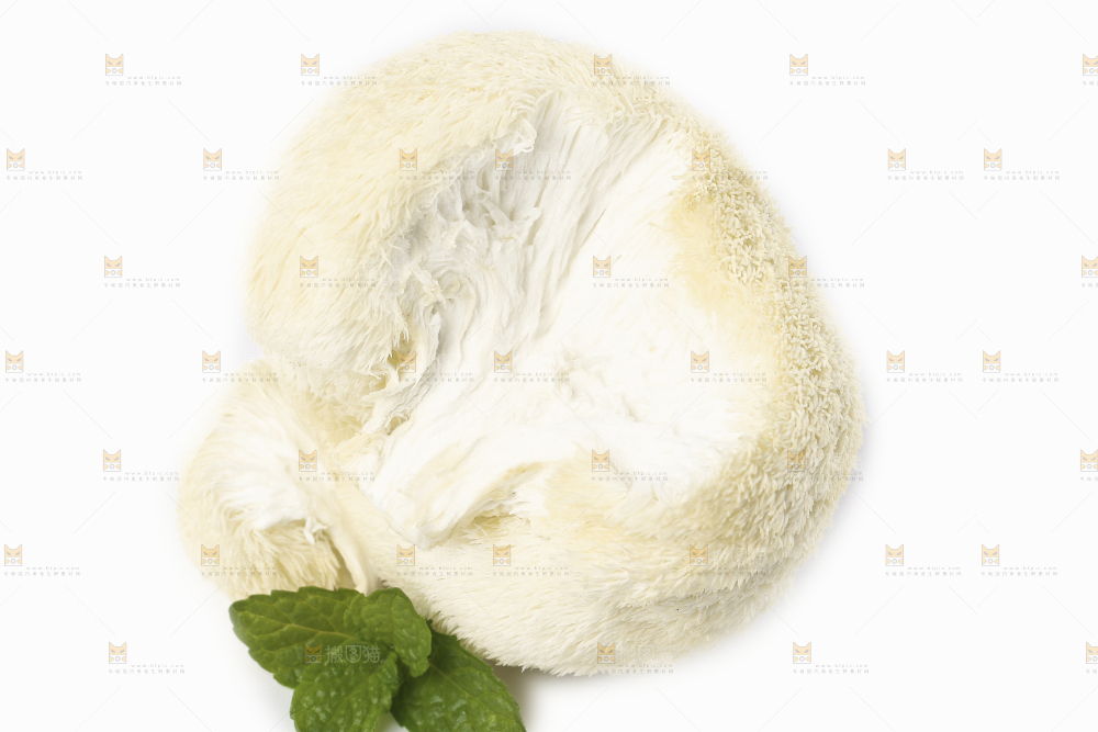 白底上的长白山猴头菇