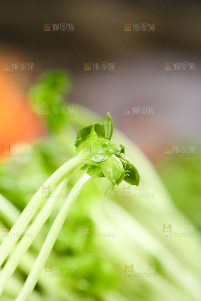 篮子里的豌豆芽苗菜