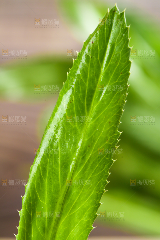 浅底上的云南大香菜