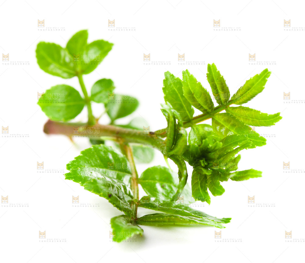 白底上的新鲜花椒芽