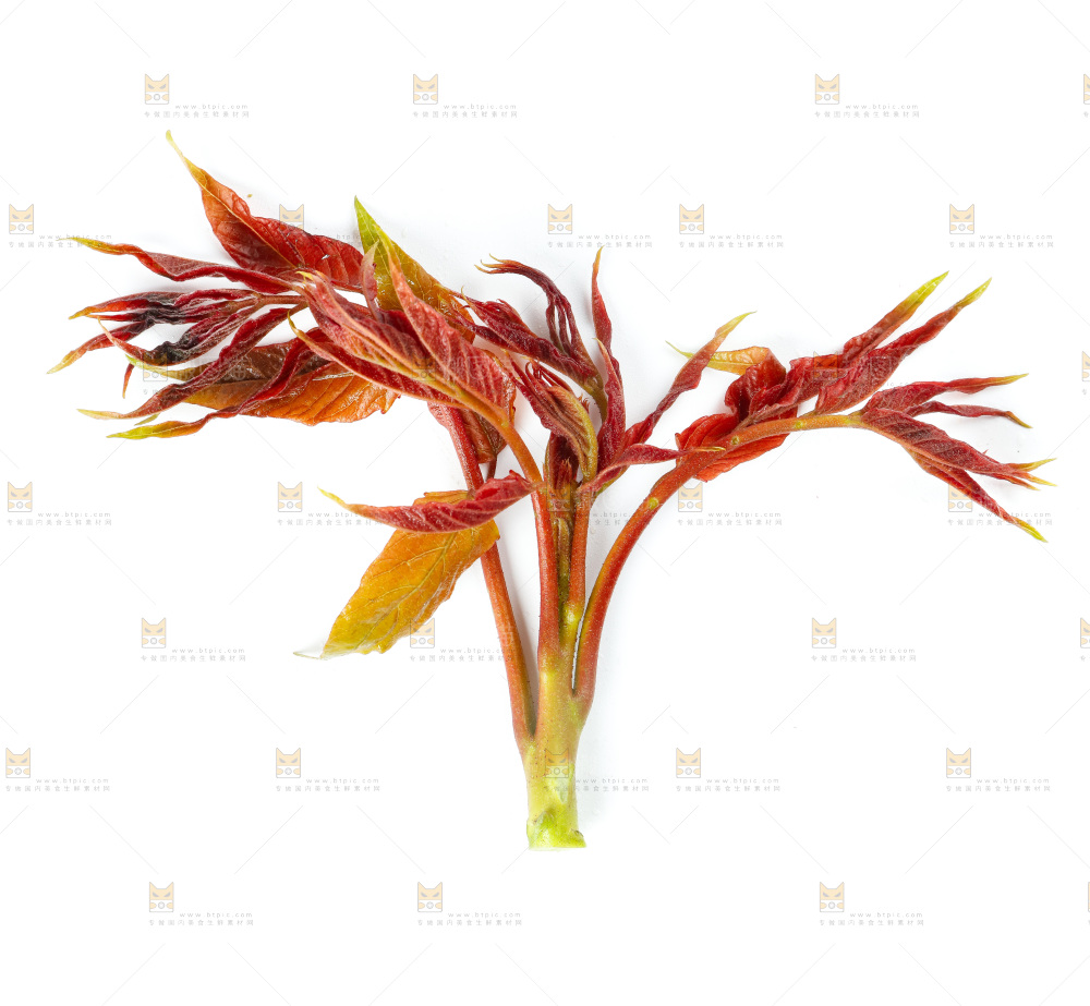 白底上的野生香椿芽